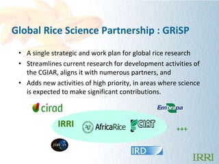 Global Rice Science Partnership : GRiSP
 • A single strategic and work plan for global rice research
 • Streamlines curren...