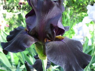 Black Magic
This image is used under a CC license from
http://www.flickr.com/photos/versicolor/3950517166/
sizes/o/in/photostream/
 