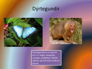Dýrtegundir




Dýrategundirnar á eyjunni
eru t.d. fuglar, kóngulær,
mongús, jarðbjöllur, fiðrildi,
villisvín og fullt fullt af öðrum
dýrum
 