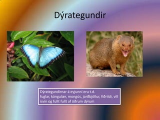 Dýrategundir




Dýrategundirnar á eyjunni eru t.d.
fuglar, kóngulær, mongús, jarðbjöllur, fiðrildi, vill
isvín og fullt fullt af öðrum dýrum
 