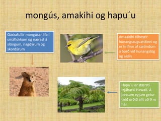 mongús, amakihi og hapu´u
Gáskafullir mongúsar lifa í
                                Amaakihi tilheyrir
smáflokkum og nærast á
                                hunangssuguættinni og
slöngum, nagdýrum og
                                er hrifinn af sætindum
skordýrum
                                á borð við hunangslög
                                og aldin




                                 Hapu´u er stærsti
                                 trjábarki Hawaii. Á
                                 þessum eyjum getur
                                 tréð orðið allt að 9 m
                                 hár
 