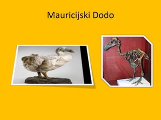 Mauricijski Dodo
 