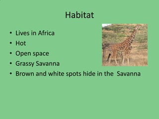 Habitat
•   Lives in Africa
•   Hot
•   Open space
•   Grassy Savanna
•   Brown and white spots hide in the Savanna
 