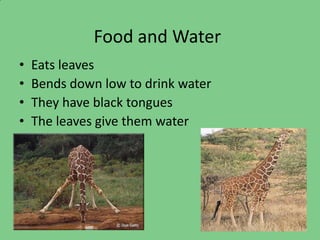 Food and Water
•   Eats leaves
•   Bends down low to drink water
•   They have black tongues
•   The leaves give them water
 