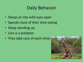 Daily Behavior
•   Sleeps at nite with eyes open
•   Spends most of their time eating
•   Sleep standing up
•   Lion is a predator
•   They take care of each other
 