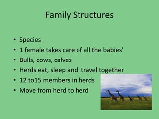 Family Structures

•   Species
•   1 female takes care of all the babies'
•   Bulls, cows, calves
•   Herds eat, sleep and travel together
•   12 to15 members in herds
•   Move from herd to herd
 