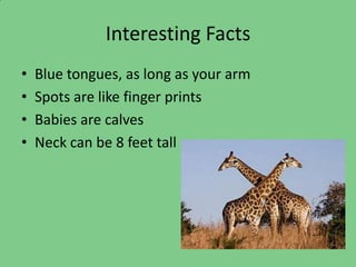 Interesting Facts
•   Blue tongues, as long as your arm
•   Spots are like finger prints
•   Babies are calves
•   Neck can be 8 feet tall
 