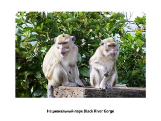 Национальный парк Black River Gorge  