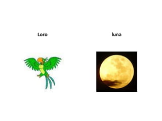Loro   luna
 