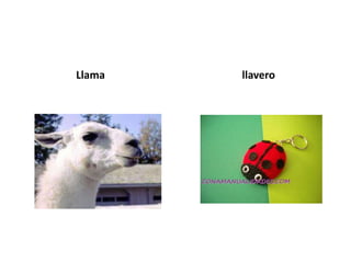 Llama   llavero
 