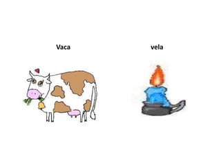 Vaca   vela
 