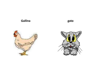 Gallina   gato
 
