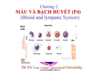 Chương 2  MÁU VÀ BẠCH HUYẾT (P4)    (Blood and lympatic  System) Dr Võ Văn Toàn- Quynhon University 