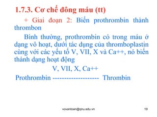 [object Object],+ Giai đoạn 2:  Biến prothrombin thành thrombon Bình thường, prothrombin có trong máu ở dạng vô hoạt, dưới tác dụng của thromboplastin cùng với các yếu tố V, VII, X và Ca++, nó biến thành dạng hoạt động V, VII, X, Ca++ Prothrombin --------------------  Thrombin  