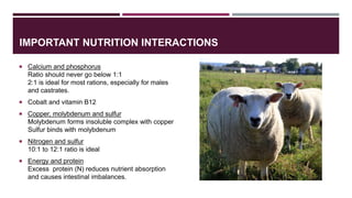 Small ruminant nutrition and the problems that arise from poor ...
