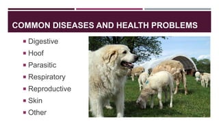 On overview of disease conditions in small ruminants | PPTX