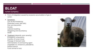 On overview of disease conditions in small ruminants | PPTX