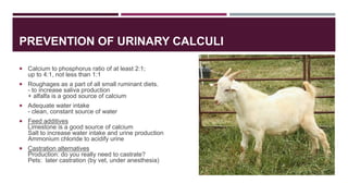 On overview of disease conditions in small ruminants Slide 17
