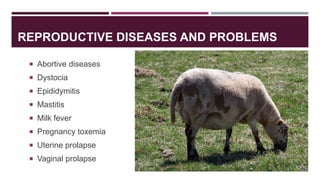 REPRODUCTIVE DISEASES AND PROBLEMS
 Abortive diseases
 Dystocia
 Epididymitis
 Mastitis
 Milk fever
 Pregnancy toxem...