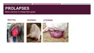 PROLAPSES
More common in sheep than goats
RECTAL VAGINAL UTERINE
 