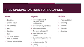 PREDISPOSING FACTORS TO PROLAPSES
Rectal
 Coughing
 Chronic scours
 Sex (female)
 Age
 Condition
 Diet
 Too short t...