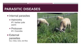 PARASITIC DISEASES
 Internal parasites
 Helminths
#1: barber pole
worm
 Protozoan
#1: Coccidia
 External
parasites
lic...