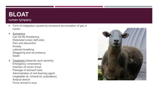 On overview of disease conditions in small ruminants Slide 5