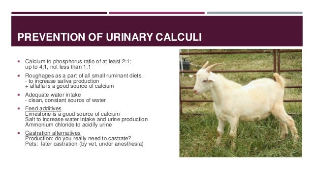 On Overview Of Disease Conditions In Small Ruminants