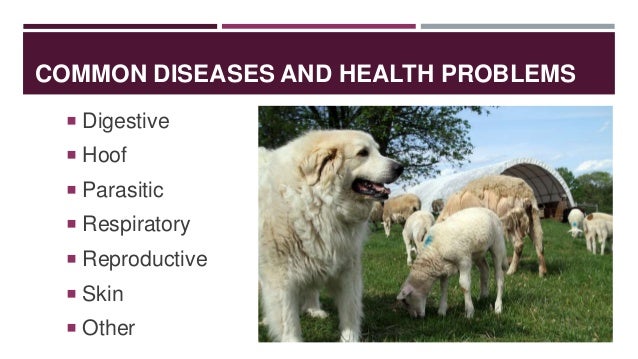 On Overview Of Disease Conditions In Small Ruminants - 