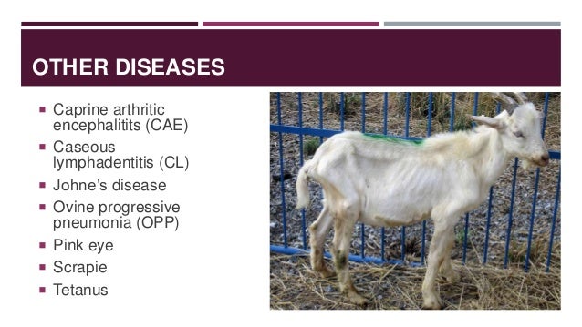 signs of cae in goats signs of cae in goats