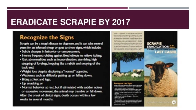 On overview of disease conditions in small ruminants