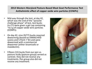 2014 Western Maryland Pasture-Based Meat Goat Performance Test
Anthelmintic effect of copper oxide wire particles (COWPs)
• Mid-way through the test, at day 42,
which was the end of the “parasite
challenge phase” of test, test bucks
(n=77) were given a gel cap containing
~0.5 g of copper oxide wire particles
(COWPs).
• On day 42, nine (9/77) bucks required
deworming (based on FAMACHA©
scores and 5 Point ©) and were
dewormed with a commercial
dewormer (either levamisole or
moxidectin).
• Fifteen (15) bucks from our pen vs.
pasture study (pasture group) served as
controls: they did not receive any
treatments. Pen group also did not
receive any treatment. ~0.5 g COWP bolus
 