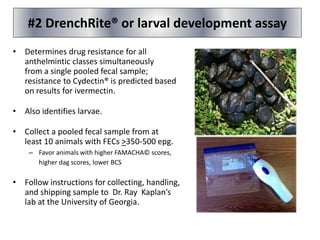 • Determines drug resistance for all
anthelmintic classes simultaneously
from a single pooled fecal sample;
resistance to Cydectin® is predicted based
on results for ivermectin.
• Also identifies larvae.
• Collect a pooled fecal sample from at
least 10 animals with FECs >350-500 epg.
– Favor animals with higher FAMACHA© scores,
higher dag scores, lower BCS
• Follow instructions for collecting, handling,
and shipping sample to Dr. Ray Kaplan’s
lab at the University of Georgia.
#2 DrenchRite® or larval development assay
 