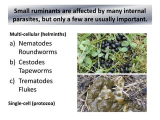 Small ruminants are affected by many internal
parasites, but only a few are usually important.
Multi-cellular (helminths)
a) Nematodes
Roundworms
b) Cestodes
Tapeworms
c) Trematodes
Flukes
Single-cell (protozoa)
 