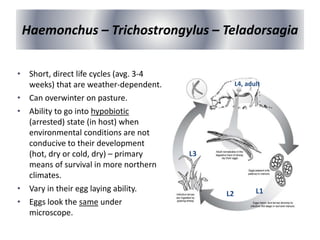 Haemonchus – Trichostrongylus – Teladorsagia
• Short, direct life cycles (avg. 3-4
weeks) that are weather-dependent.
• Can overwinter on pasture.
• Ability to go into hypobiotic
(arrested) state (in host) when
environmental conditions are not
conducive to their development
(hot, dry or cold, dry) – primary
means of survival in more northern
climates.
• Vary in their egg laying ability.
• Eggs look the same under
microscope.
L3
L4, adult
L2 L1
 