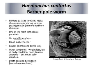 Haemonchus contortus
Barber pole worm
• Primary parasite in warm, moist
climates and/or during summer
grazing season (in more northern
climates).
• One of the most pathogenic
parasites.
• Very prolific egg layer
• Blood sucker/feeder
• Causes anemia and bottle jaw.
• Other symptoms: weight loss, loss
of body condition, poor stamina,
anorexia -- but not usually
diarrhea.
• Death can also be sudden
(acute haemonchosis).
Image from University of Georgia
 