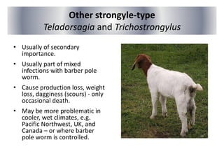Other strongyle-type
Teladorsagia and Trichostrongylus
• Usually of secondary
importance.
• Usually part of mixed
infections with barber pole
worm.
• Cause production loss, weight
loss, dagginess (scours) - only
occasional death.
• May be more problematic in
cooler, wet climates, e.g.
Pacific Northwest, UK, and
Canada – or where barber
pole worm is controlled.
 