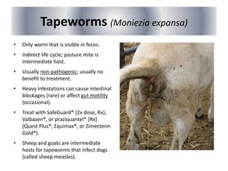 Tapeworms (Moniezia expansa)
• Only worm that is visible in feces.
• Indirect life cycle; pasture mite is
intermediate host.
• Usually non-pathogenic; usually no
benefit to treatment.
• Heavy infestations can cause intestinal
blockages (rare) or affect gut motility
(occasional).
• Treat with SafeGuard® (2x dose, Rx),
Valbazen®, or praziquantel* [Rx]
(Quest Plus®, Equimax®, or Zimecterin
Gold®).
• Sheep and goats are intermediate
hosts for tapeworms that infect dogs
(called sheep measles).
 