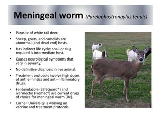 Meningeal worm (Parelaphostrongylus tenuis)
• Parasite of white tail deer.
• Sheep, goats, and camelids are
abnormal (and dead end) hosts.
• Has indirect life cycle: snail or slug
required is intermediate host.
• Causes neurological symptoms that
vary in severity.
• No definitive diagnosis in live animal.
• Treatment protocols involve high doses
of anthelmintics and anti-inflammatory
drugs.
• Fenbendazole (SafeGuard®) and
ivermectin (Ivomec®) are current drugs
of choice for meningeal worm [Rx].
• Cornell University is working on
vaccine and treatment protocols.
 