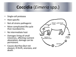 Coccidia (Eimeria spp.)
• Single-cell protozoa
• Host-specific
• Not all strains pathogenic
• More complicated life cycle
than roundworms.
• No intermediate host
• Damages lining of small
intestines, affecting nutrient
absorption; damage can be
permanent.
• Causes diarrhea (but not
always), ill thrift, anorexia, and
death.
 