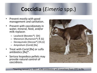 Coccidia (Eimeria spp.)
• Prevent mostly with good
management and sanitation.
• Prevent with coccidiostats in
water, mineral, feed, and/or
milk replacer.
– Lasalocid (Bovatec®) [Sh]
– Monensin (Rumensin®)  [G]
– Decoquinate (Deccox®) [Sh,G]
– Amprolium (Corid) [Rx]
• Treat with Corid [Rx] or sulfa
antibiotics [Rx]*.
• Sericea lespedeza pellets may
provide natural control of
coccidiosis.
*Starting January 1, 2017, sulfa antibiotics will transition from OTC to Rx.
 