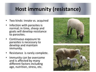 Host immunity (resistance)
• Two kinds: innate vs. acquired
• Infection with parasites is
normal; in time, sheep and
goats will develop resistance
to parasites.
• Continuous exposure to
parasites is necessary to
develop and maintain
immunity.
• Resistance is rarely complete.
• Immunity can be overcome
and is affected by many
different factors including
age, nutrition, stress, etc.
 