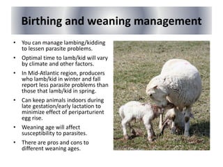 Birthing and weaning management
• You can manage lambing/kidding
to lessen parasite problems.
• Optimal time to lamb/kid will vary
by climate and other factors.
• In Mid-Atlantic region, producers
who lamb/kid in winter and fall
report less parasite problems than
those that lamb/kid in spring.
• Can keep animals indoors during
late gestation/early lactation to
minimize effect of periparturient
egg rise.
• Weaning age will affect
susceptibility to parasites.
• There are pros and cons to
different weaning ages.
 