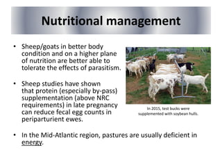 Nutritional management
• Sheep/goats in better body
condition and on a higher plane
of nutrition are better able to
tolerate the effects of parasitism.
• Sheep studies have shown
that protein (especially by-pass)
supplementation (above NRC
requirements) in late pregnancy
can reduce fecal egg counts in
periparturient ewes.
• In the Mid-Atlantic region, pastures are usually deficient in
energy.
In 2015, test bucks were
supplemented with soybean hulls.
 