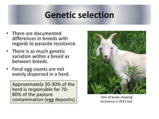 Genetic selection
• There are documented
differences in breeds with
regards to parasite resistance.
• There is as much genetic
variation within a breed as
between breeds.
• Fecal egg counts are not
evenly dispersed in a herd.
Approximately 20-30% of the
herd is responsible for 70-
80% of the pasture
contamination (egg deposits).
One of bucks showing
resistance in 2015 test.
 