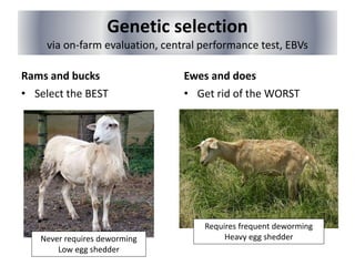 Genetic selection
via on-farm evaluation, central performance test, EBVs
Rams and bucks
• Select the BEST
Ewes and does
• Get rid of the WORST
Requires frequent deworming
Heavy egg shedderNever requires deworming
Low egg shedder
 
