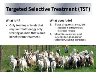 Targeted Selective Treatment (TST)
What is it?
• Only treating animals that
require treatment or only
treating animals that would
benefit from treatment.
What does it do?
1. Slows drug resistance, b/c
– Reduces # of treatments
– Increases refugia
2. Identifies resistant and
susceptible animals for
selection/culling purposes.
 