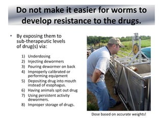 Do not make it easier for worms to
develop resistance to the drugs.
• By exposing them to
sub-therapeutic levels
of drug(s) via:
1) Underdosing
2) Injecting dewormers
3) Pouring dewormer on back
4) Improperly calibrated or
performing equipment
5) Depositing drug into mouth
instead of esophagus.
6) Having animals spit out drug
7) Using persistent activity
dewormers.
8) Improper storage of drugs.
Dose based on accurate weights!
 