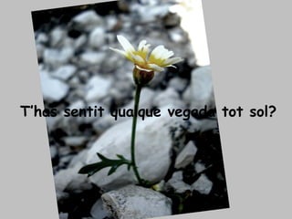T’has sentit qualque vegada tot sol? 