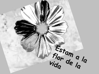 Estam a la flor de la vida 